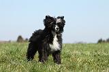 CHIEN NU CHINOIS 154